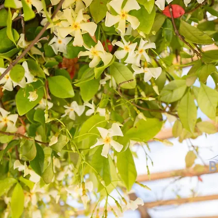 Apartment Lovely With Golf Course Views Close To The Sea Swimming Pool Park Mandelieu-la-Napoule